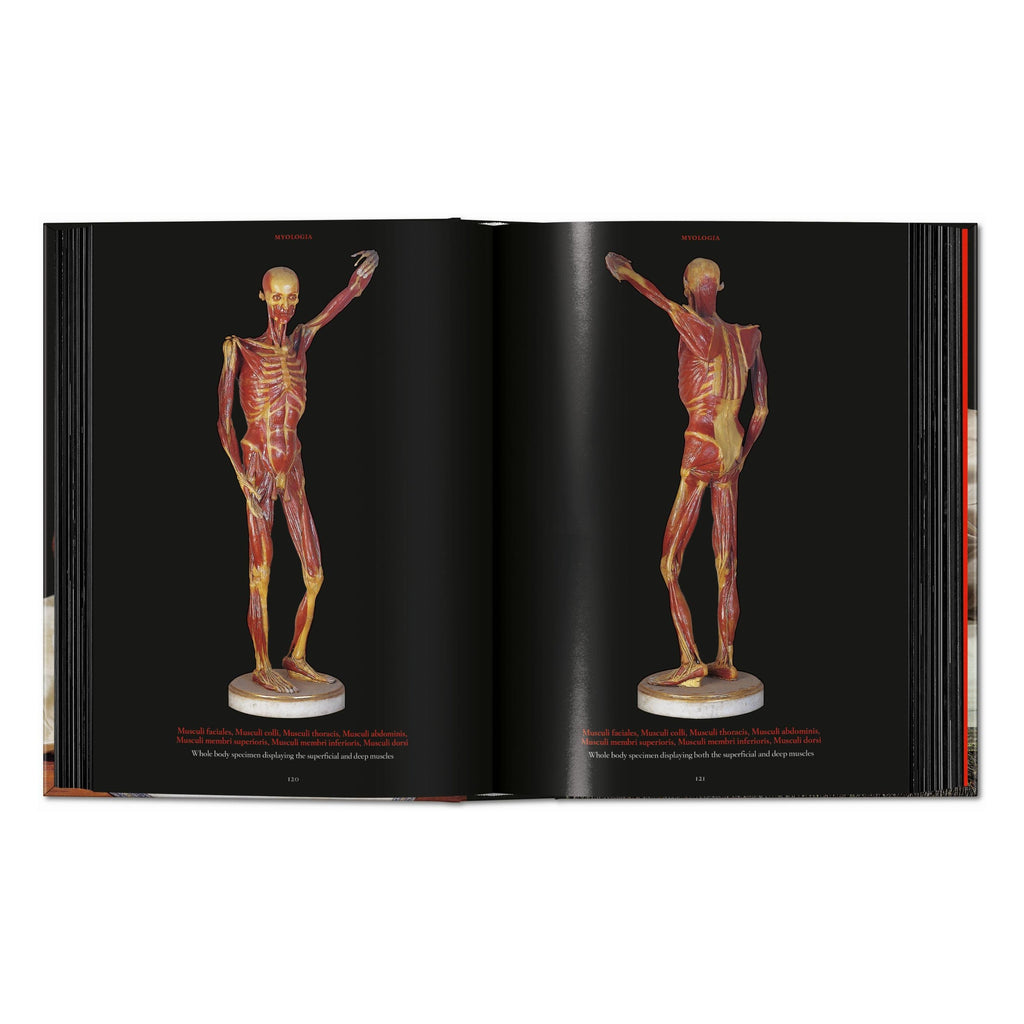 Anatomical Waxes. 45th Ed. (German, French, English)
