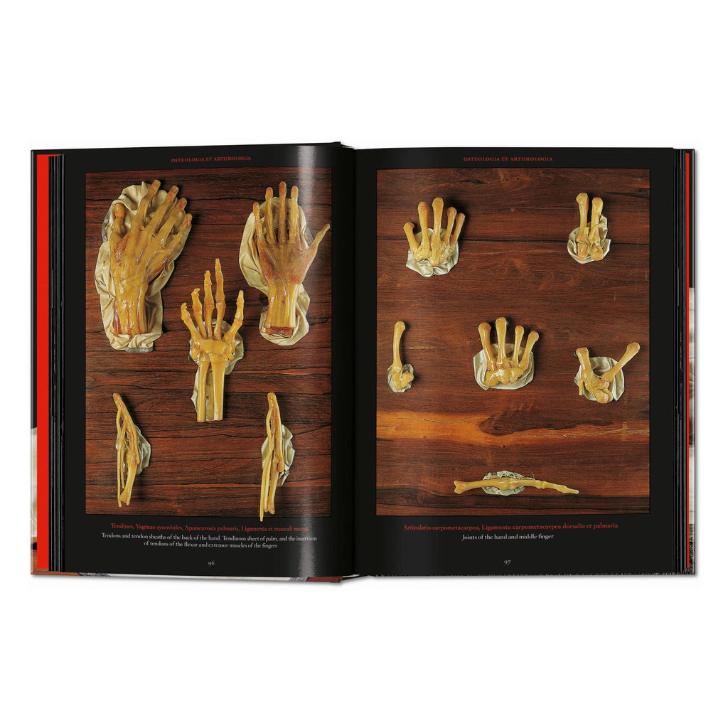 Anatomical Waxes. 45th Ed. (German, French, English)