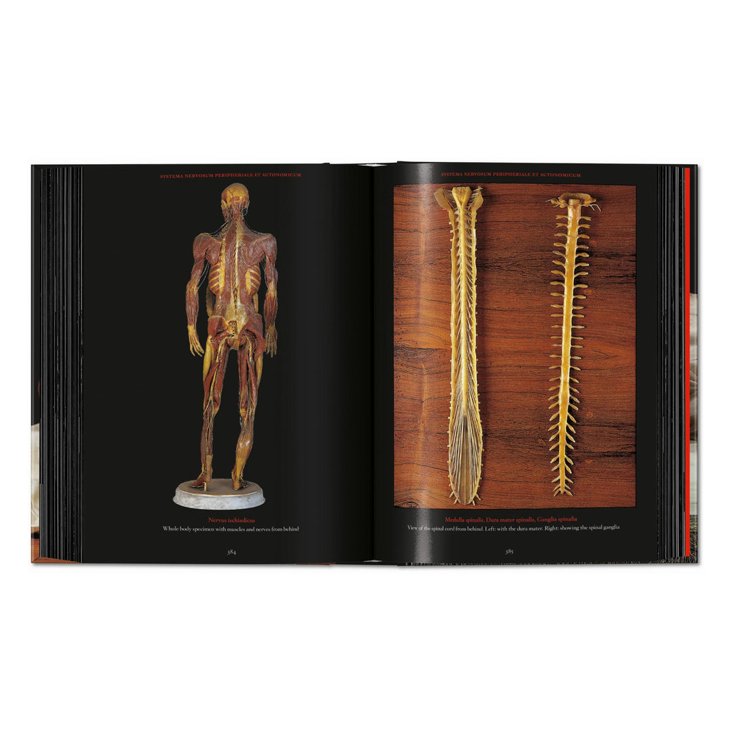 Anatomical Waxes. 45th Ed. (German, French, English)