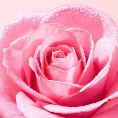Nuxe Very Rose Gentle Facial Cleansing Foam - Hydrating & Soothing Rose Water Face Wash for Sensitive Skin