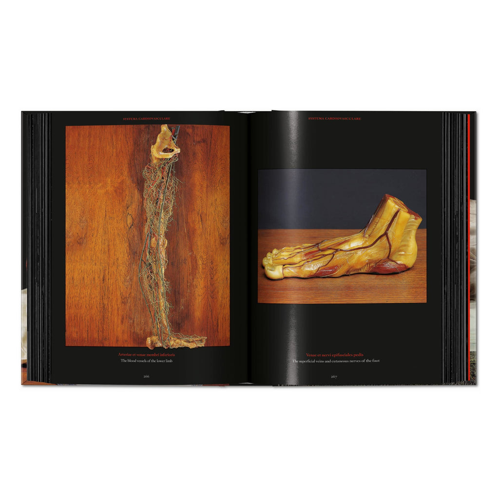 Anatomical Waxes. 45th Ed. (German, French, English)