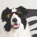 M-Pets Sunny Sunba Ther Dog Goggles UV Protection Black