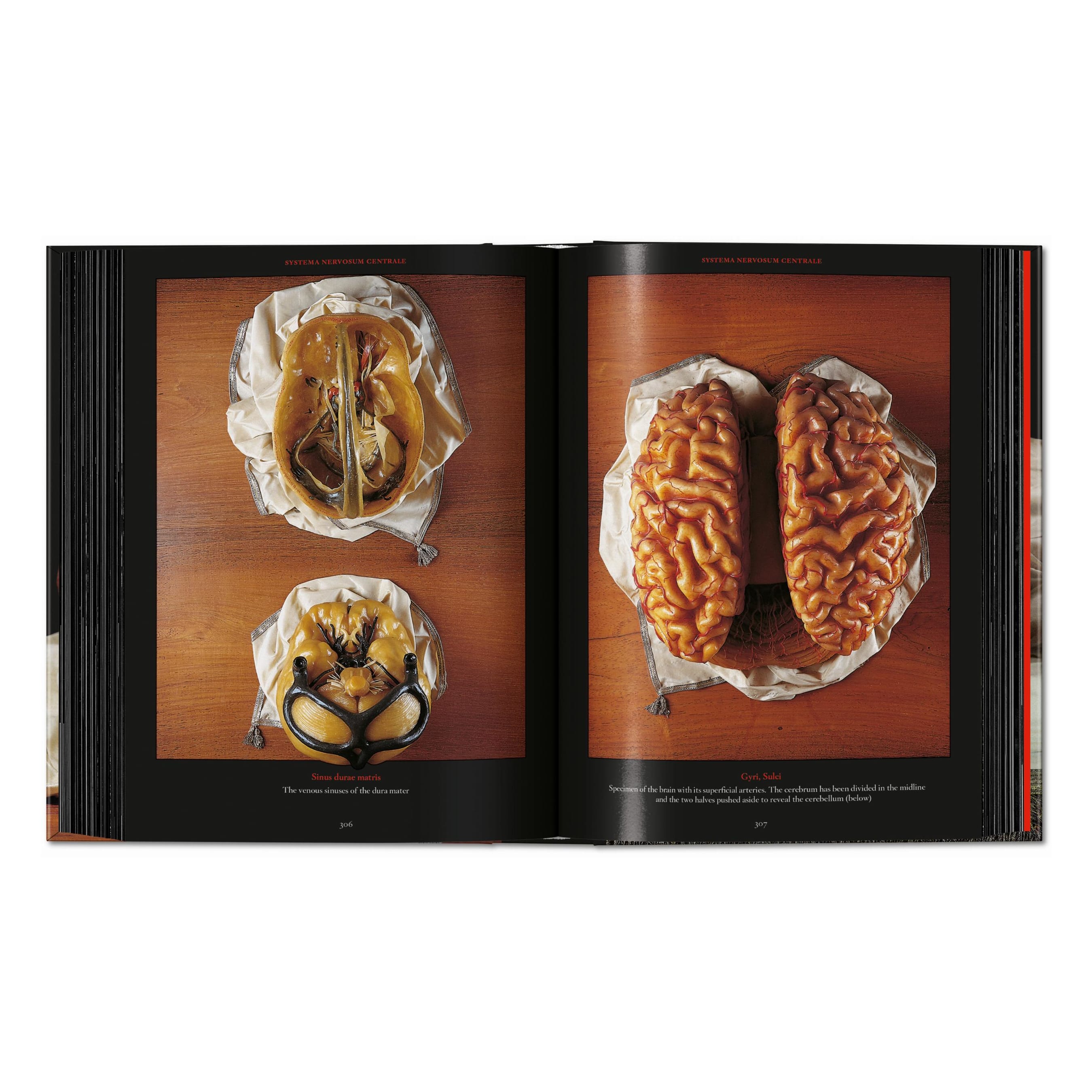 Anatomical Waxes. 45th Ed. (German, French, English)