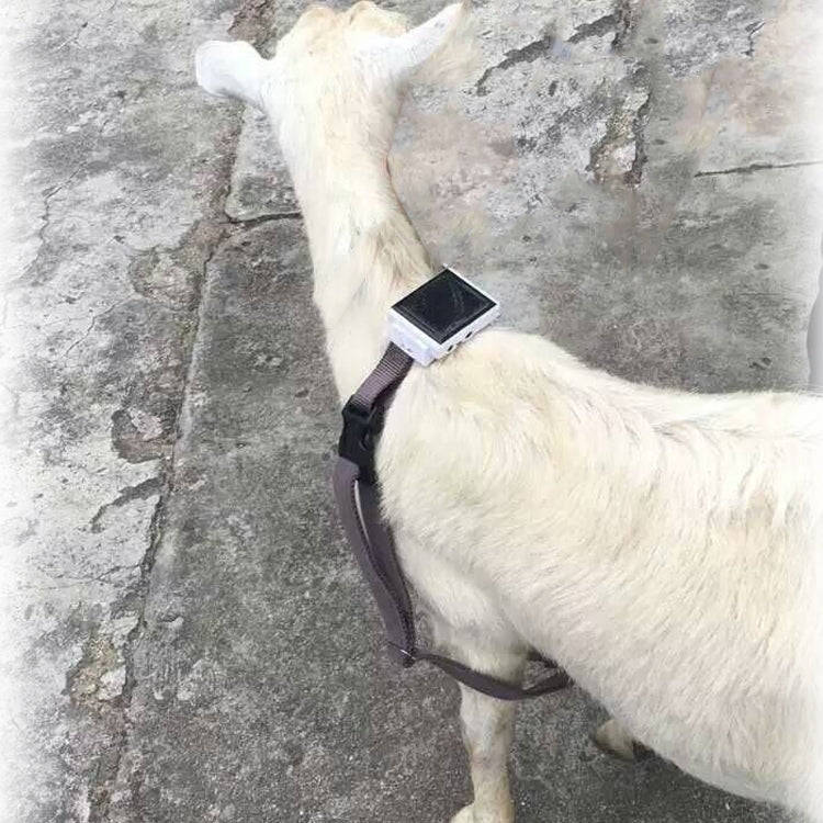 V34/V44Large Sheep & Small Hunting Dog Locator Set Anti-lost Device GPS Positioning Collar Set