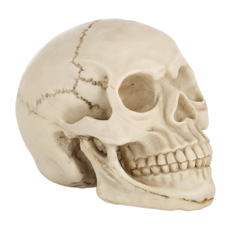 Skull Head Hallowmas Prop Gadget Display, Size: 19(L) x 13(W) x 14cm(H)(White)