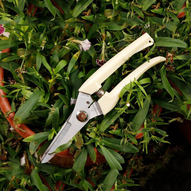 Garden Tools Stainless Steel Pruning Shears Fruit Tree Scissors Garden Branch Shears(Straight) New And Old Packages Randomly Delivery