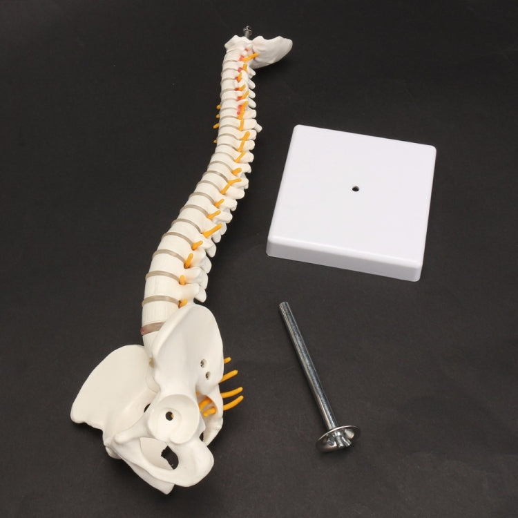Human Spine with Pelvic Model Human Anatomical Anatomy Spine Model Spinal Column Model, Size: 45cm