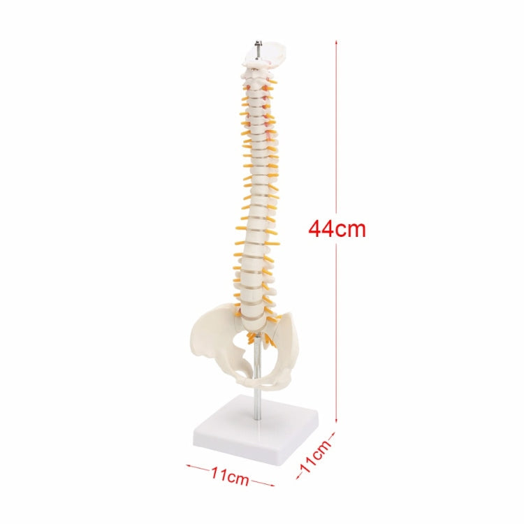 Human Spine with Pelvic Model Human Anatomical Anatomy Spine Model Spinal Column Model, Size: 45cm