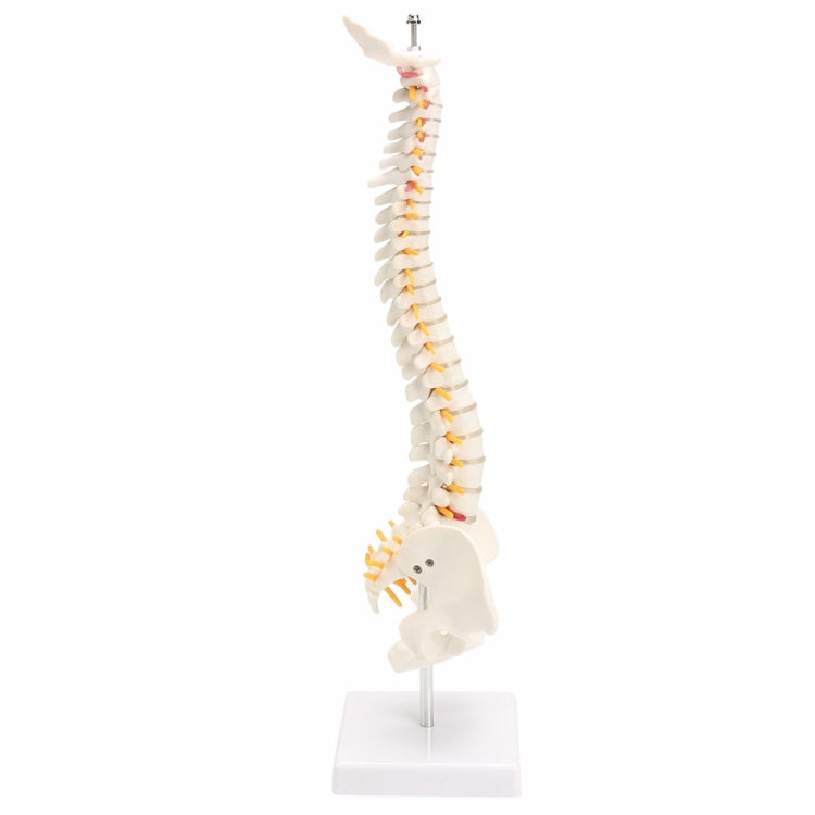 Human Spine with Pelvic Model Human Anatomical Anatomy Spine Model Spinal Column Model, Size: 45cm