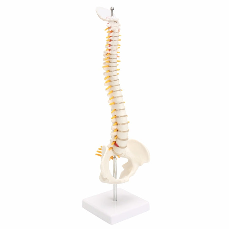 Human Spine with Pelvic Model Human Anatomical Anatomy Spine Model Spinal Column Model, Size: 45cm