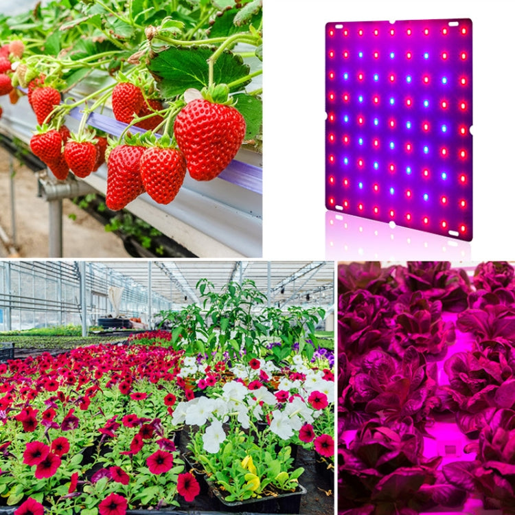 LED Plant Growth Lamp Red Blue Spectrum Flower Fill Light Planting Lamp Room Quantum Plate Plant Light, Power: 169 Beads AU Plug