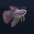 Night Light Simulation Fish Tank Decorations Environmentally Friendly Silicone Colorful Fish(2 Brown Betta)