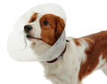 Kruuse Buster Elizabeth Collar Transparent Protective Shield 7.5cm