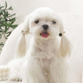 M-Pets Glam Rhinestone & Pearl Pet Hair Accessory Black/Grey