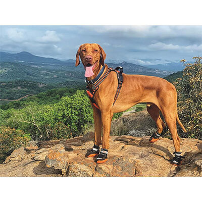 M-Pets Hiking Dog Shoes Durable Protective Boots L-XL