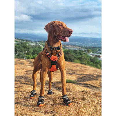 M-Pets Hiking Dog Shoes Protective Outdoor Booties M-L