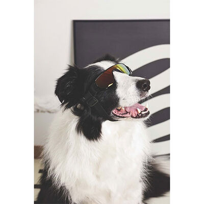 M-Pets Sunny Sunbather Dog Goggles UV Protection Black 15.2x4.9 cm