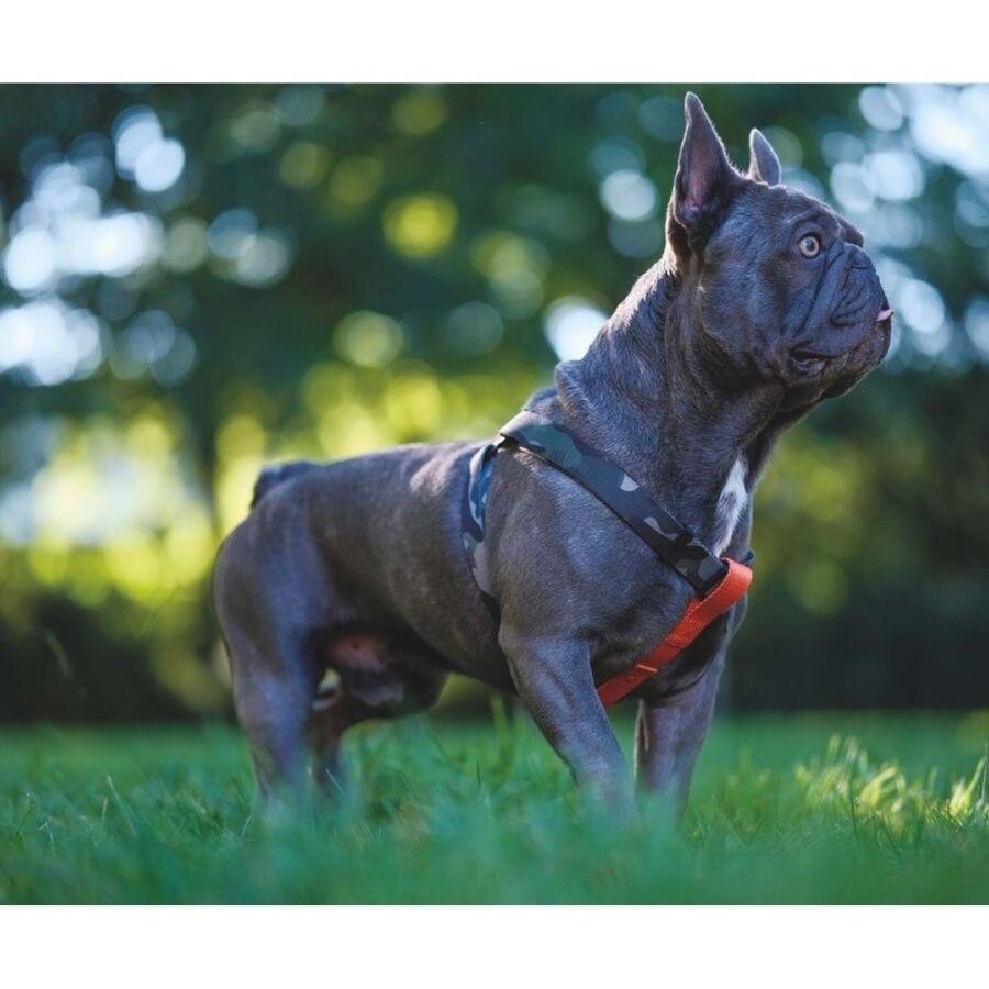 M-Pets Wild Jungle Harness Adjustable Dog Chest Strap XS