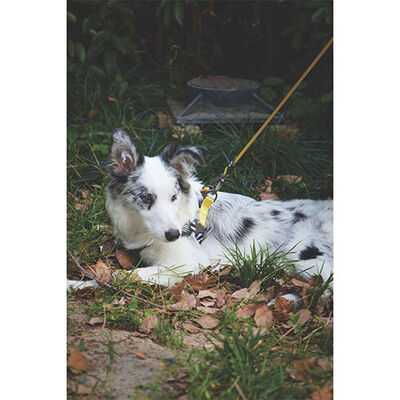 M-Pets Wild Safari Dog Leash Durable Yellow L-XL 2x120cm