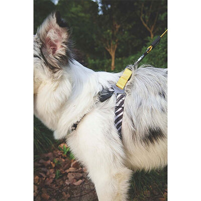 M-Pets Wild Safari Dog Leash Durable Yellow L-XL 2x120cm