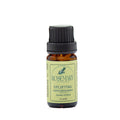 Rosemary Natural Uplifting Essential Oil Blend 10 ml