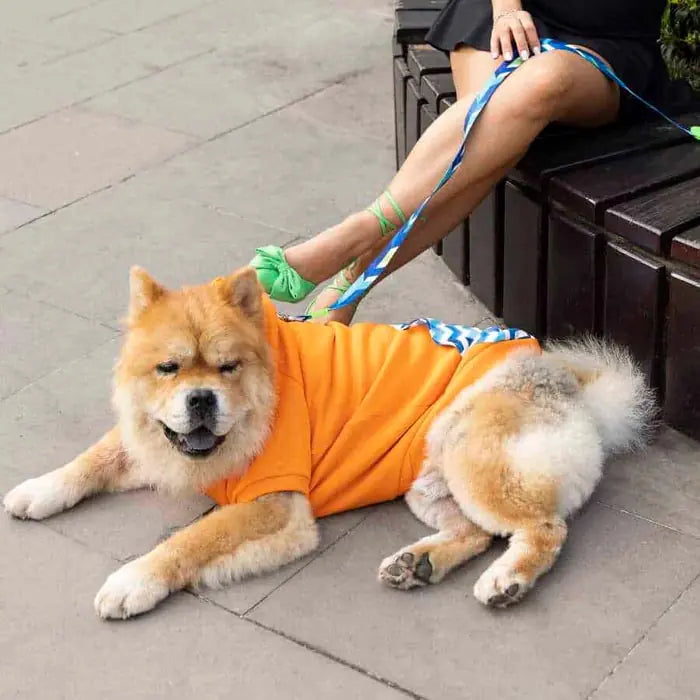 Lindo Sydney Dog Sweatshirt Warm Protective Pet Apparel