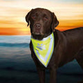 Trixie Dog Bandana High-Visibility Reflective XS-S 22-28cm